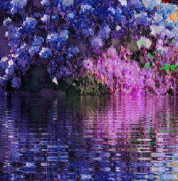 Pink cherry blossom by lake