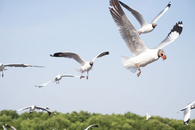 Low angle view of birds flying against clear sky