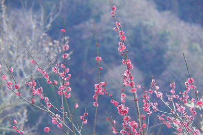 Close-up of pink flowering plants