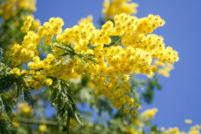 Close-up of yellow flowering plant against sky