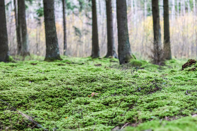 plant