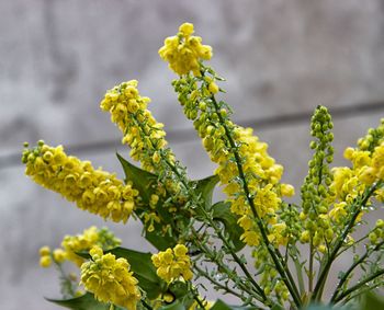 Close-up of yellow flowering plant