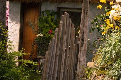 Plant growing on wooden house