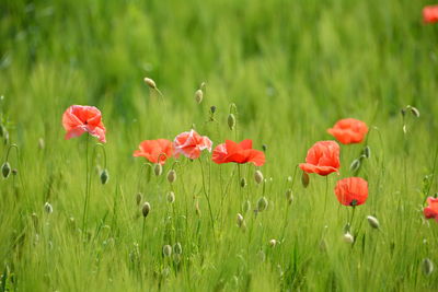 Close up of poppy blooming in field