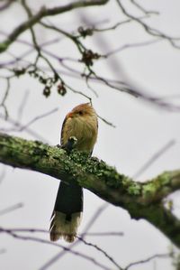Close-up of bird perching on branch