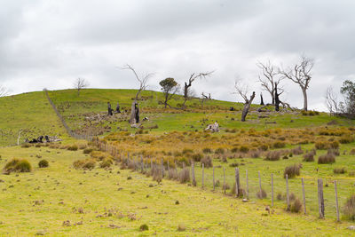 Scenic view of grassy field against sky