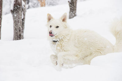 White dog, danish spitz plays in snow, domestic animal