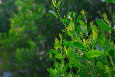 Close-up of fresh green plant