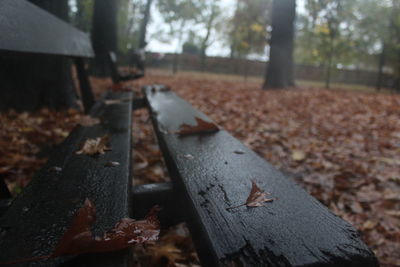 Close-up of autumn leaves