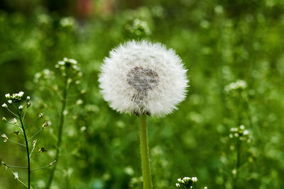 Close-up of white dandelion flower