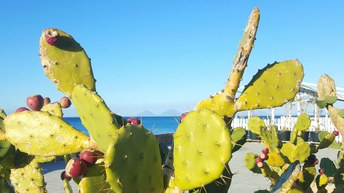 Close-up of yellow prickly pear cactus against clear sky