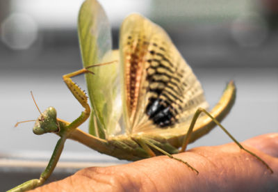 Close-up of insect