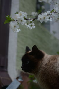 Close-up of cat on flower