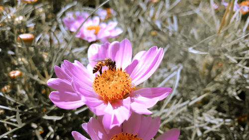 Close-up of bee pollinating on pink flower