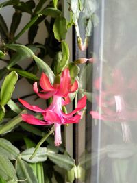 Close-up of pink flowering plant