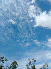 Low angle view of trees against blue sky