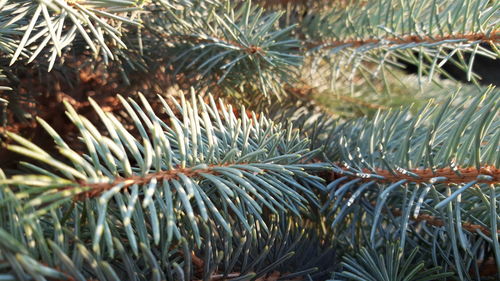 Close-up of pine tree