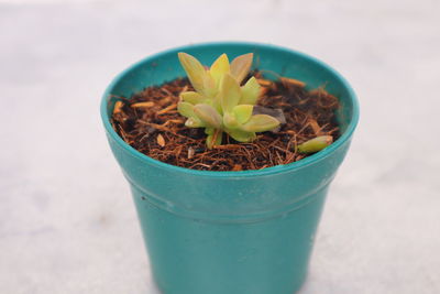 High angle view of potted plant on table