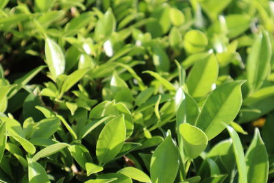 Full frame shot of green leaves