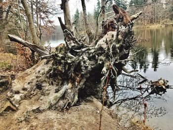 Close-up of bare tree in water