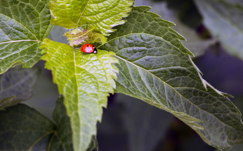 Ladybug on leaf