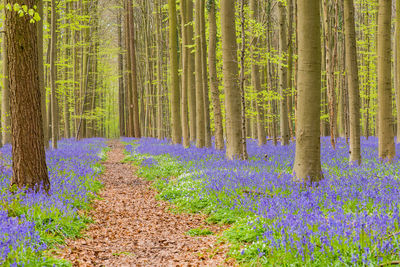 View of purple flowering plants in forest