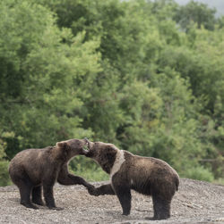 Bears fighting on field against trees