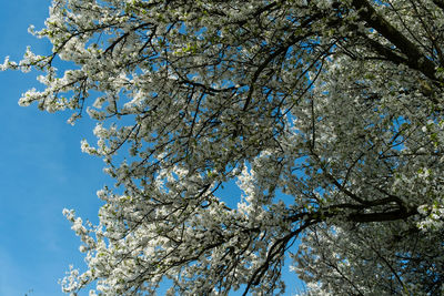 Low angle view of cherry tree against blue sky