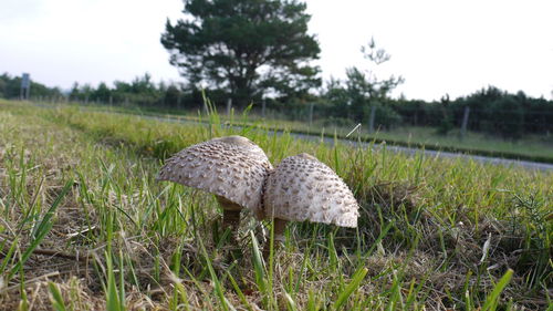 Plants on grassy field