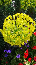 Close-up of yellow flowers blooming outdoors