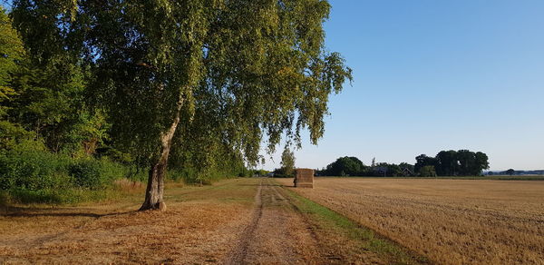 Trees on field against clear sky