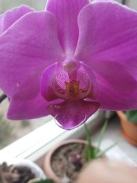 Close-up of pink flower