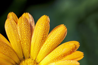 Close-up of wet yellow flower