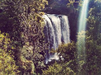 Scenic view of waterfall in forest