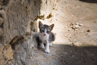 Portrait of kitten sitting