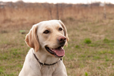 White labrador retriever portrait