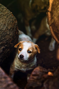 Close-up portrait of dog