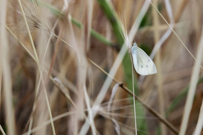 Close-up of butterfly on leaf