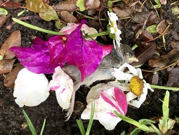 High angle view of purple crocus flowers