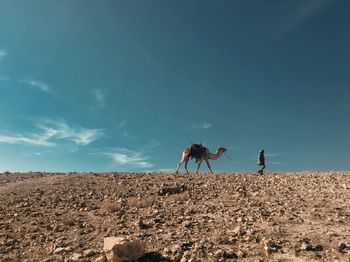 Horse standing on desert against sky