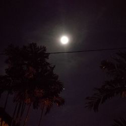 Low angle view of palm tree against moon at night