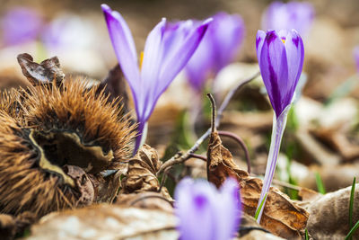 Close-up of bee on purple flower