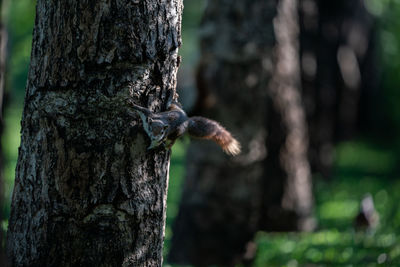 Close-up of lizard on tree trunk