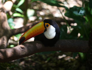 Closeup portrait of toucan ramphastos toco sitting in tree foz do iguacu, brazil.