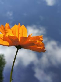 Close-up of orange flower against sky