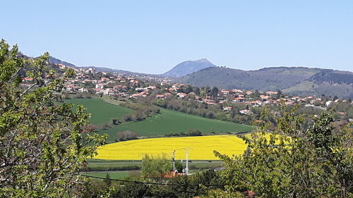 Scenic view of agricultural field against clear sky