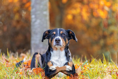 Close-up of a dog on field during autumn