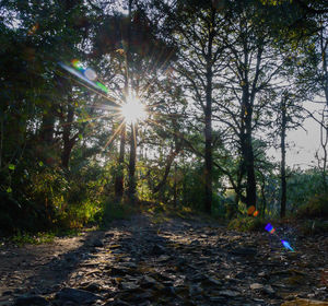 Sunlight streaming through trees in forest against bright sun