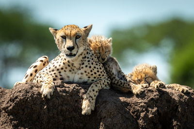 View of cats on rock