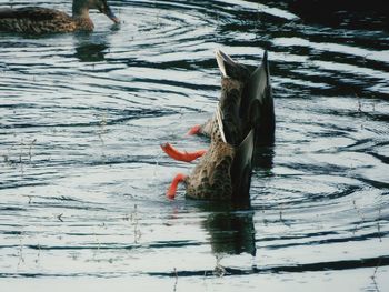 Close-up of duck swimming in lake